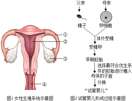 代孕