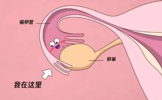 代孕合法化