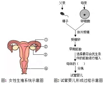 代孕