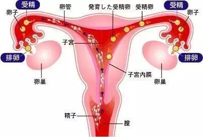 代孕